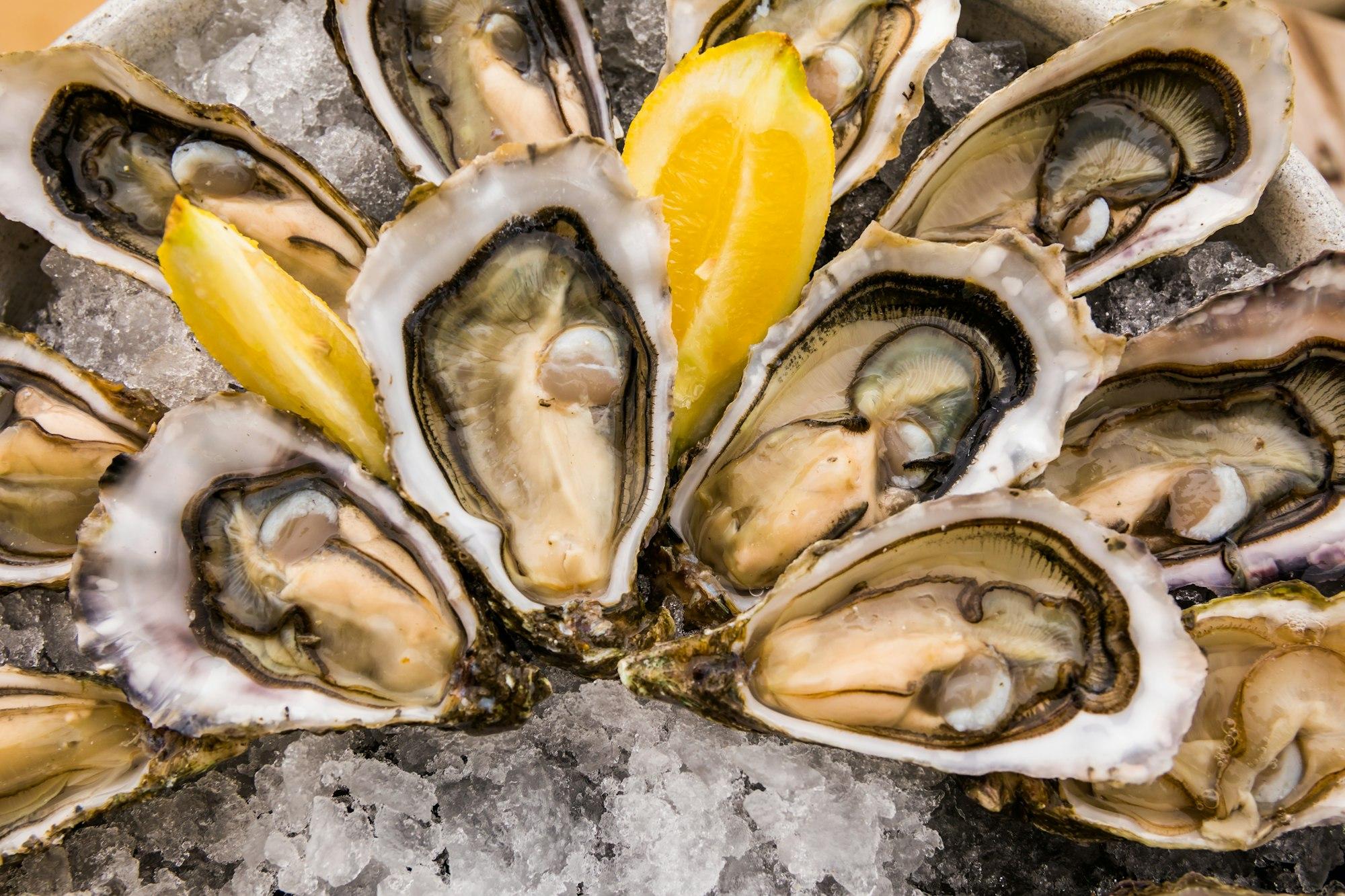 Opened Oysters on metal plate with ice and lemon